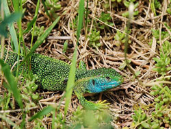 250px-Smaragdeidechse